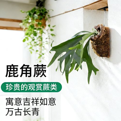 【新绿】二岐鹿角蕨类女王象耳鹿角蕨植物附生北欧ins风绿植壁挂