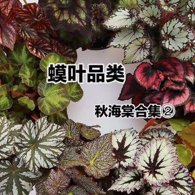 新绿【蟆叶秋海棠②】包邮室内桌面ins风精品热植物雨林水培自销