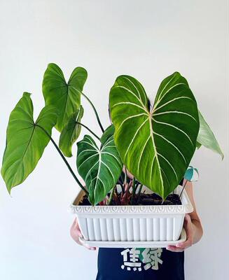 明脉蔓绿绒伴兮丽格海棠盆栽带花四季开花不断好养花卉玫瑰海棠