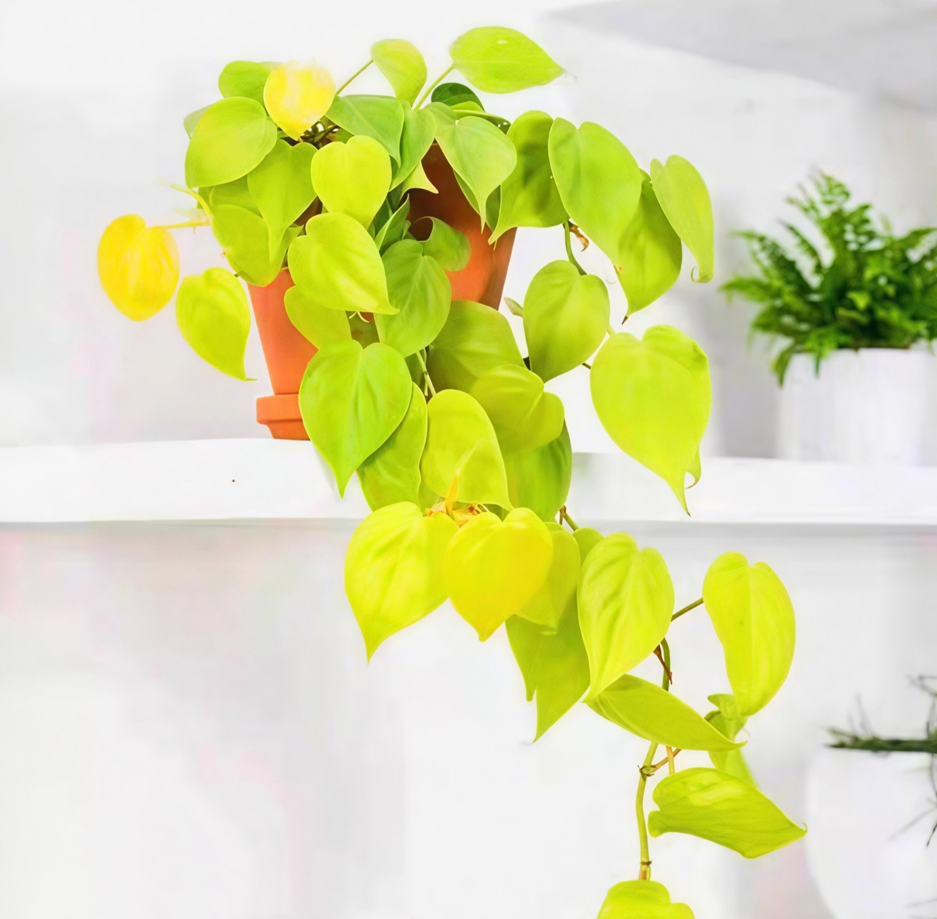 middot伴兮柠檬汁蔓绿绒盆栽带花苞室内阳台垂吊观叶植物好看图片