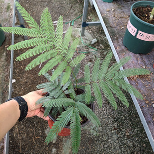 【新绿】密叶猴耳环小豆树网红室内耐阴观叶绿植盆栽热植物绿花