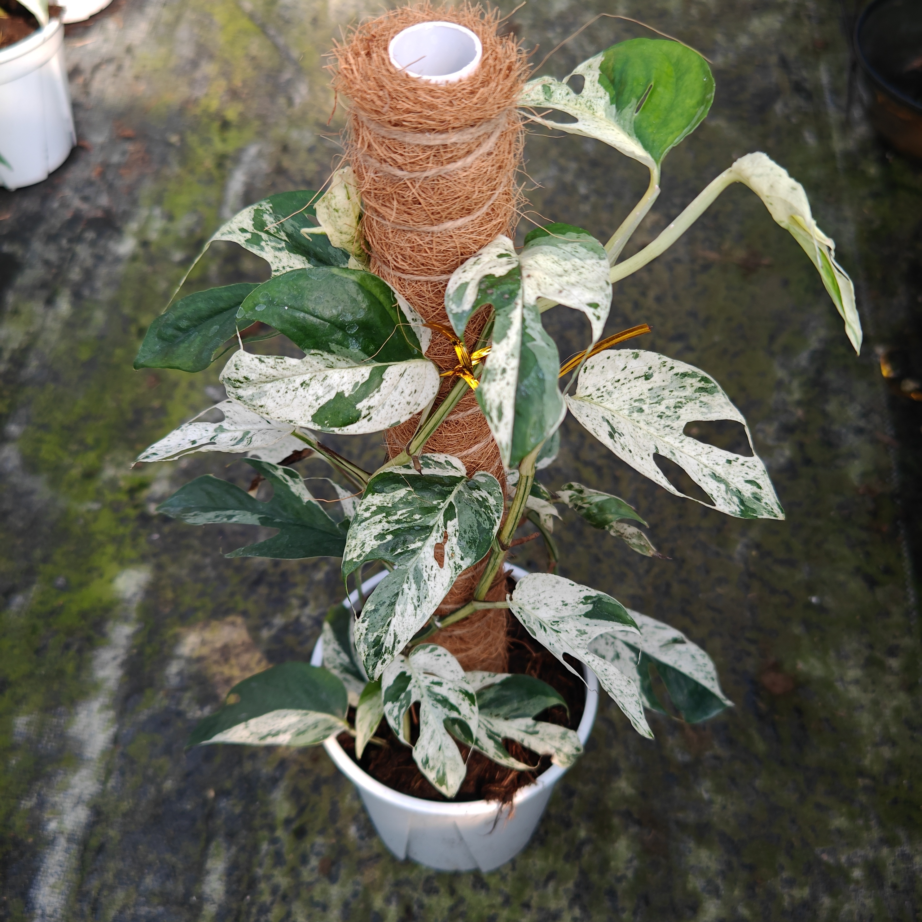 新绿 薄荷锦麒麟尾锦宿雾蓝麒麟尾南天星花叶爬藤植物室内ins网红