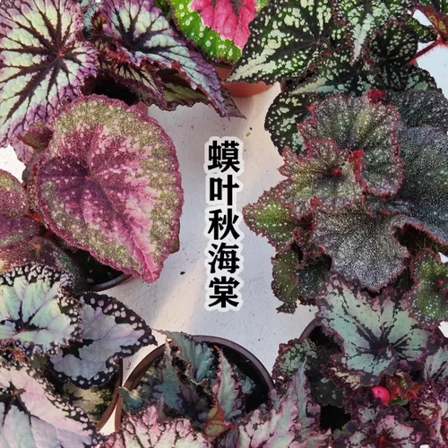 幻彩流光光影变幻多色蟆叶海棠观叶珍品 四季开花动态美感秋海棠 - 封面
