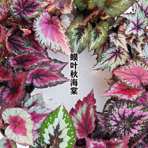 蟆叶秋海棠桌面绿植盆栽网红热植