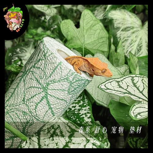 爬虫爬宠专用垫材纸50张