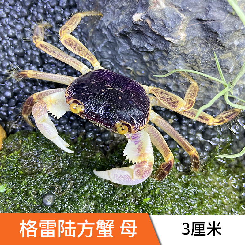 格雷陆方蟹淡水观赏蟹活体懒人可爱迷你好养易活桌面小宠物