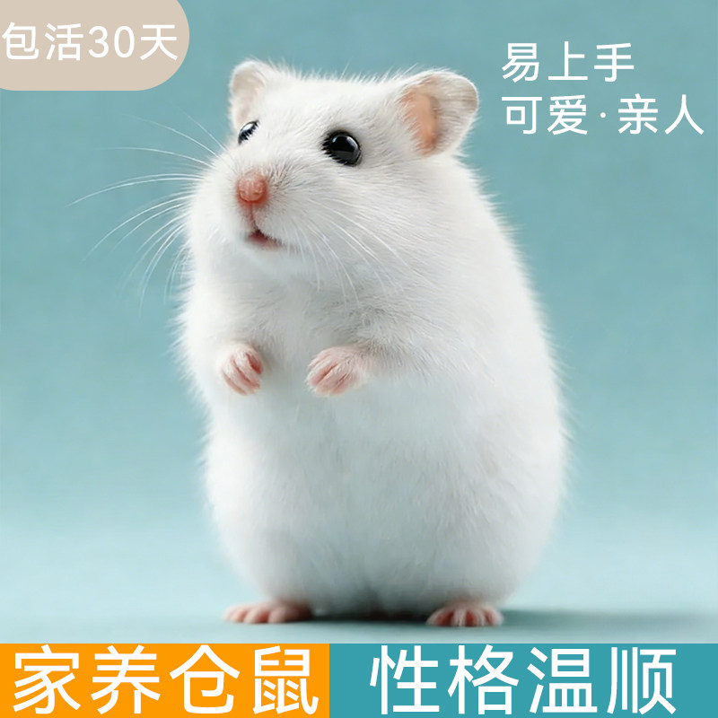 莫克森舟 仓鼠活体 三线紫仓布仓鼠
