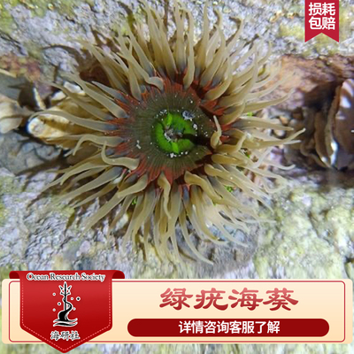 绿疣海葵活体 海水鱼缸观赏生物 海洋生物 观赏海葵海缸包邮