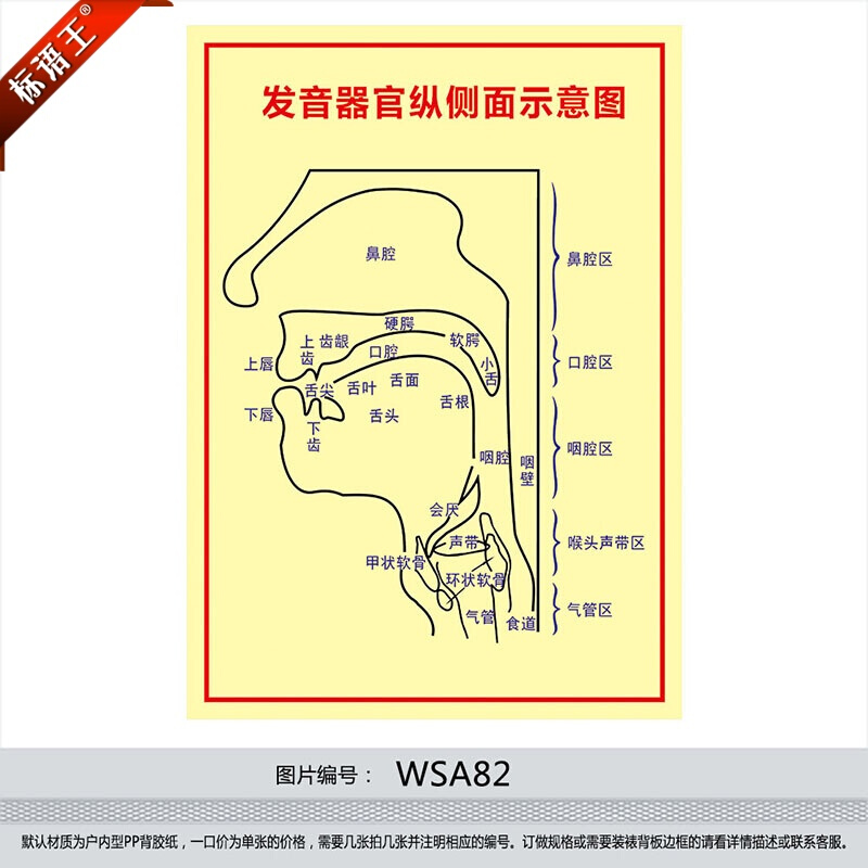 发音器官图解宣传画海报挂图发音器官纵侧面示意图宣传栏墙WSA82