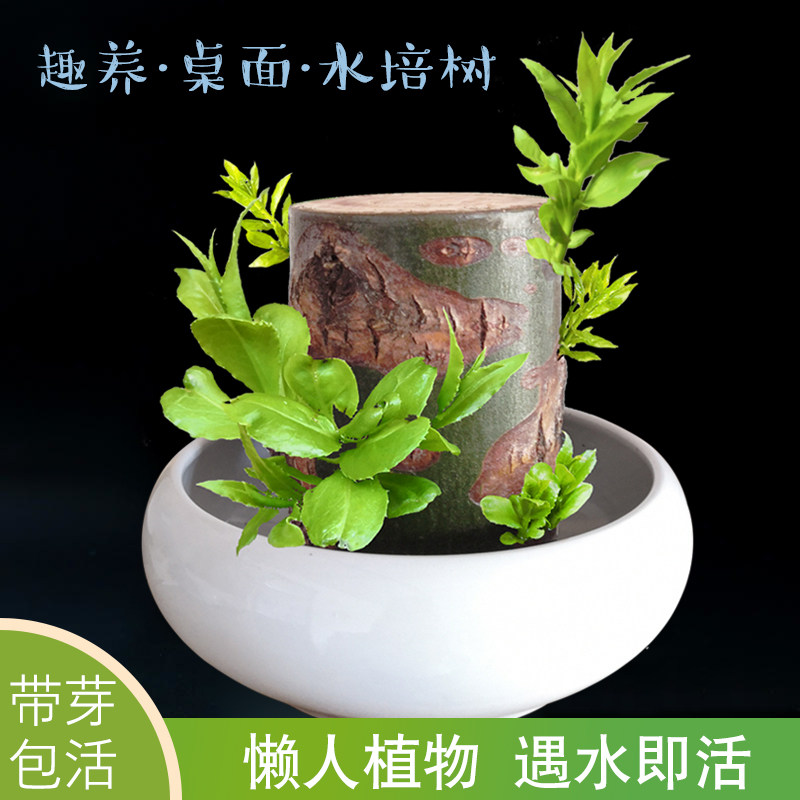 水里的植物价格 水里的植物图片 星期三