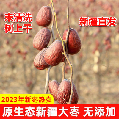 2023年新枣原生态新疆大枣树上干