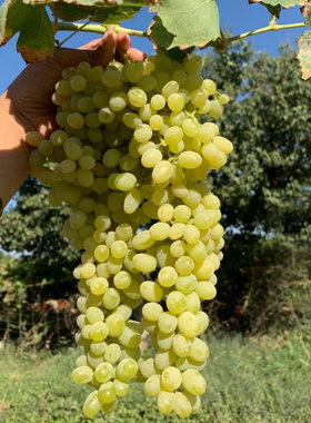 新疆特产吐鲁番无核白树上黄葡萄无籽干果500g