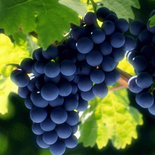 新疆特产吐鲁番黑加仑葡萄无籽干果500g