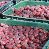 未洗新疆大枣红枣未清洗未加工树上吊干带灰土5斤散装 原生态骏枣