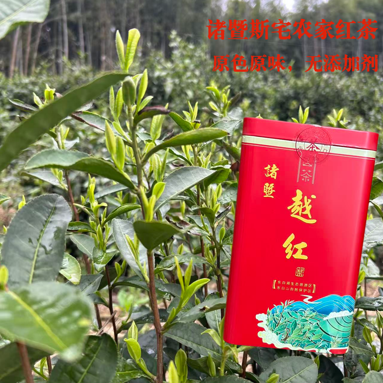 2026年西施故里诸暨斯宅高山越红红茶茶农家炭烘群体种