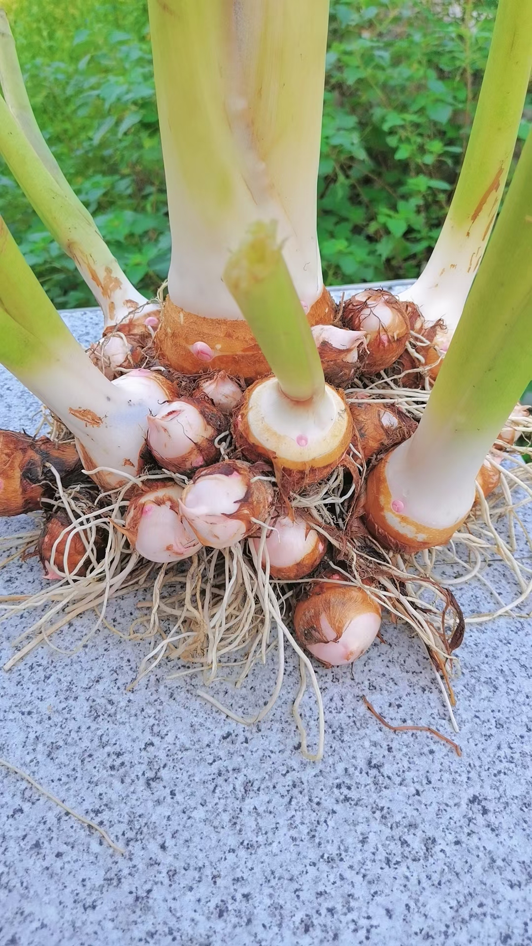 江西红芽芋头新鲜蔬菜小芋头粉糯香滑2023新鲜现挖农家自种小芋艿