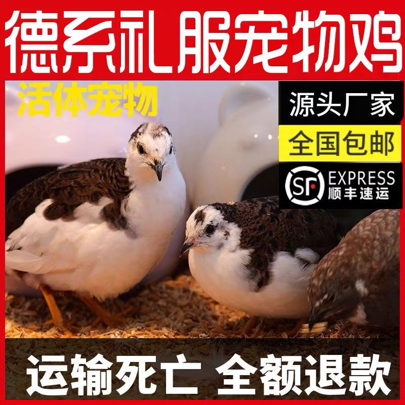 网红芦丁鸡宠物鸡活物迷你鸡可观赏可下蛋全色系40-60天左右
