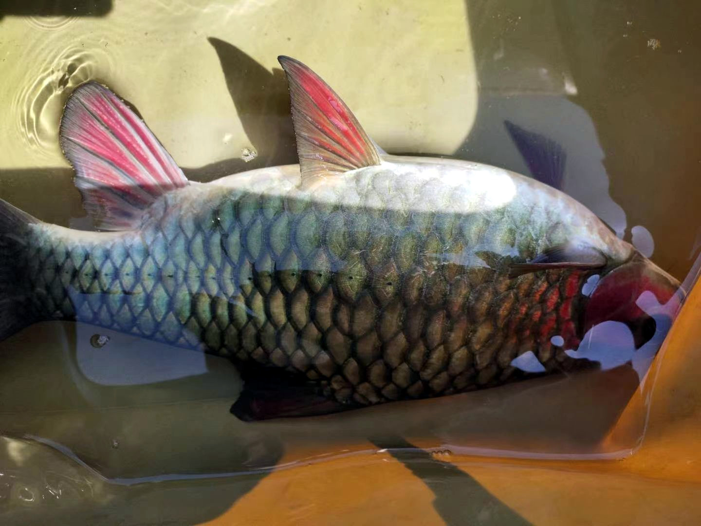 短身元宝倒刺鲃青竹鲤凤仙子鱼红脸吉罗活体原生冷水观赏鱼场直供