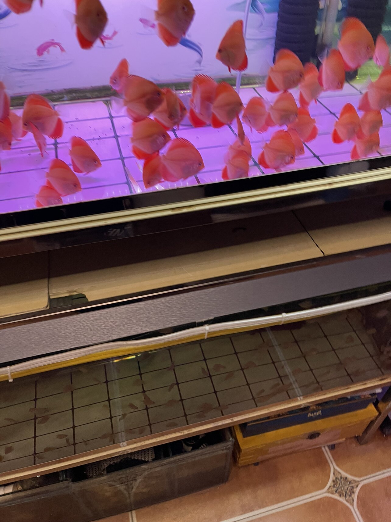 七彩神仙鱼3r红金4/5公分