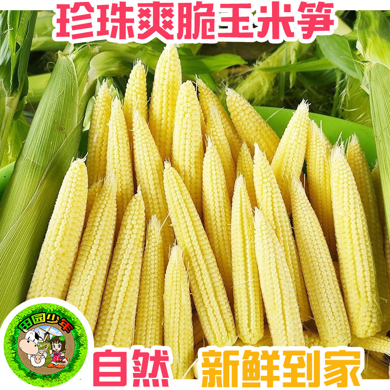 田园少年珍珠爽脆玉米笋 新鲜现摘营养健康迷你小玉米须嫩脆玉米