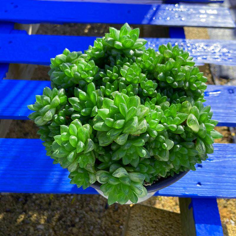 多肉植物 草玉露超大盆多头 易爆小崽带盆栽好易养殖