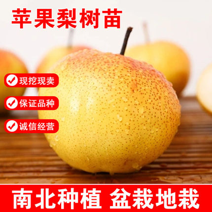 东北苹果梨树苗嫁接苗盆栽地栽南北方种植耐寒梨树苗苹果梨结果苗