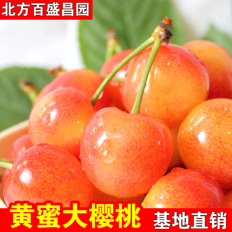 黄蜜大樱桃树苗嫁接车厘子盆栽地栽黄灯樱桃南北方种植品种结果苗