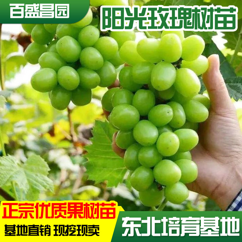 阳光玫瑰树苗嫁接苗特大爬藤葡萄阳光玫瑰新品种果树苗南北方种植