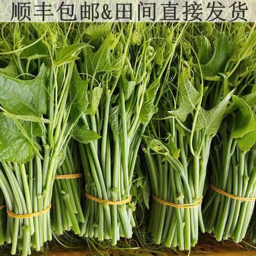 新鲜瓜尖龙须菜农家自种
