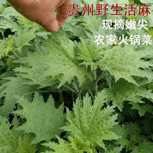 活麻新鲜荨麻草贵州野生火麻藿麻蜇人草白活麻火锅菜食材配菜嫩尖