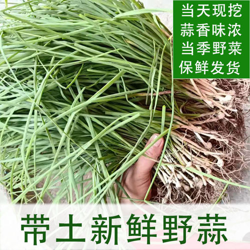 贵州野菜野葱新鲜葱香味浓