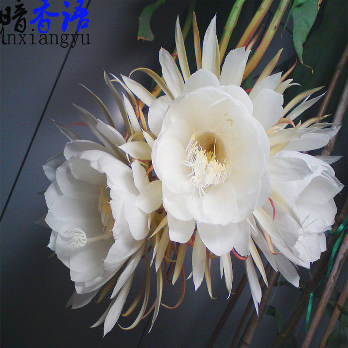 昙花苗桌面盆栽绿植花卉昙花苗俗称月下美人 颜色齐全 当年开花