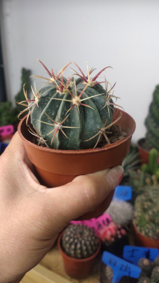 日出仙人球红刺宽刺狂刺开花多肉植物四季好养活室内桌面小盆栽