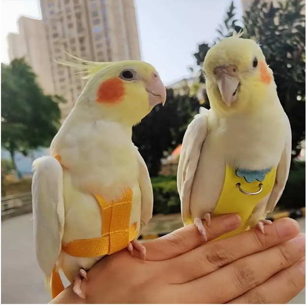鹦鹉尿不湿绒面立体款