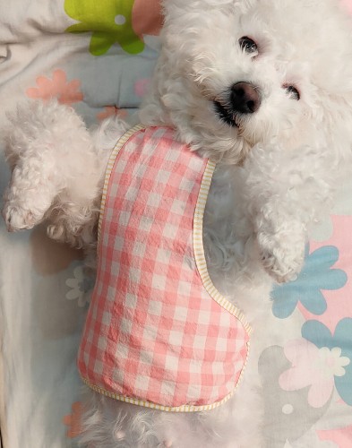 小型犬宠物狗狗肚兜可爱喵咪衣服格格围裙夏秋季保暖防着凉护肚子