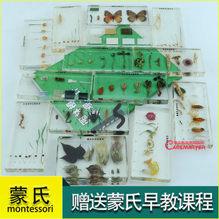 蒙氏科学文化教具早教水稻玉米小麦蝴蝶青蛙成长史动植物包埋标本