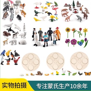 蒙氏教具仿真昆虫动物蝴蝶生长周期人物模型成长过程动植物进化