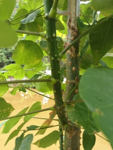 云南新鲜刺桐木新鲜刺桐木树叶食用粑粑叶现采桐树苗造景盆栽