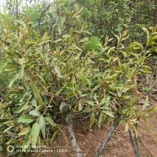 云南松树寄生茶寄生草老树现采带松枝新鲜晒干