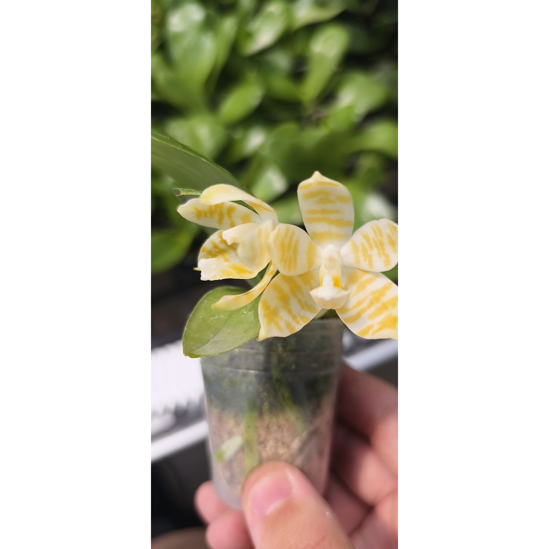 趣味蝴蝶兰——龚氏阳光斑马1.7成熟株未抽梗香花图片