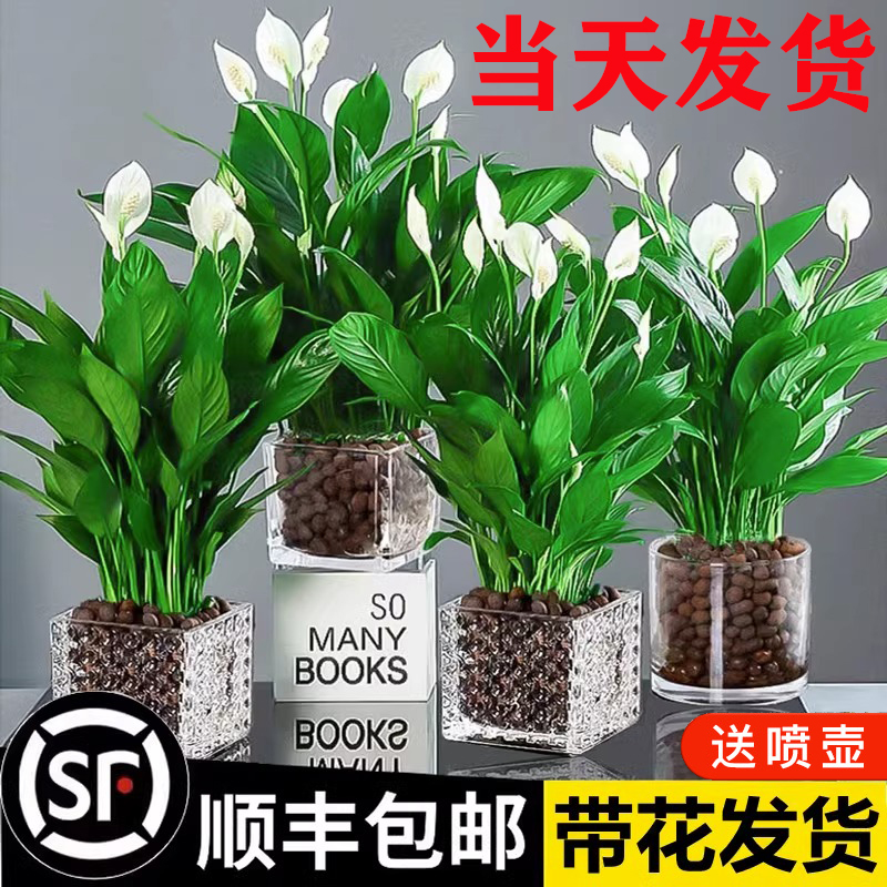 白掌一帆风顺盆栽植物水培办公室内绿萝箩花卉绿植红掌四季好养活