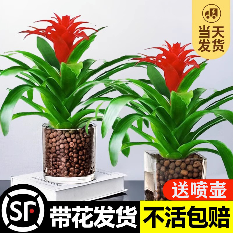鸿运当头盆栽大盆办公室内绿植客厅带花卉植物好养活四季凤梨红掌