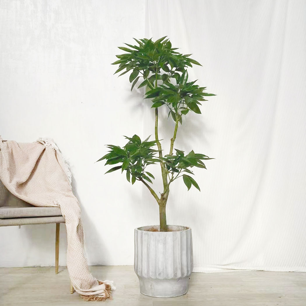 造型元宝树平安树盆栽室内大型植物净化空气观叶客厅办公室招福