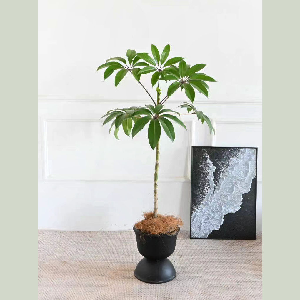 日本大叶伞保罗室内植物中大型盆栽客厅耐阴好养落地盆栽吸甲醛