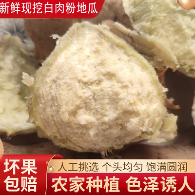 番薯茂名粉糯白肉地瓜新鲜现挖