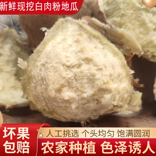 番薯茂名粉糯白肉地瓜新鲜现挖