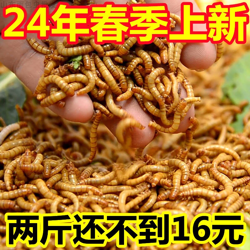 山东面包虫活虫黄粉虫活体幼虫鱼蝎子开口虫养殖鸟食石蛙饲料包邮