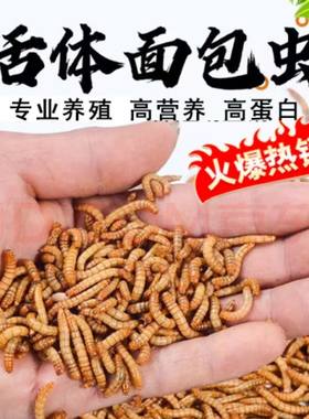 山东面包虫黄粉虫包活活体开口虫