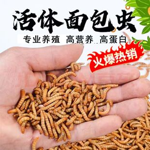山东面包虫活虫黄粉虫活体幼虫鱼蝎子开口虫养殖鸟食石蛙饲料包邮