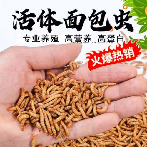 山东面包虫黄粉虫包活活体开口虫